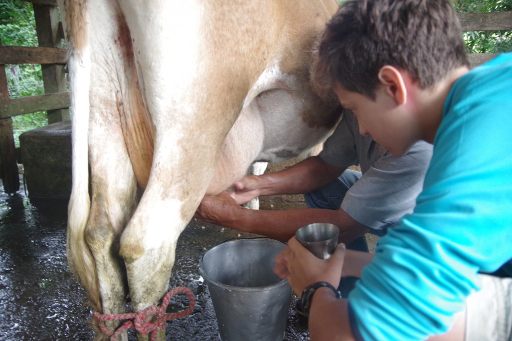 Filip trying out his milking skills